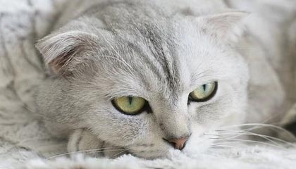 开云真人体育娱乐-英雄联盟高校联赛火热报名中，校园战火燃起，英雄联盟高校联赛2021报名