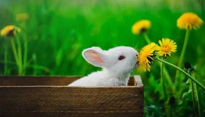 开云真人体育娱乐-英雄联盟高校联赛火热报名中，校园战火燃起，英雄联盟高校联赛2021报名